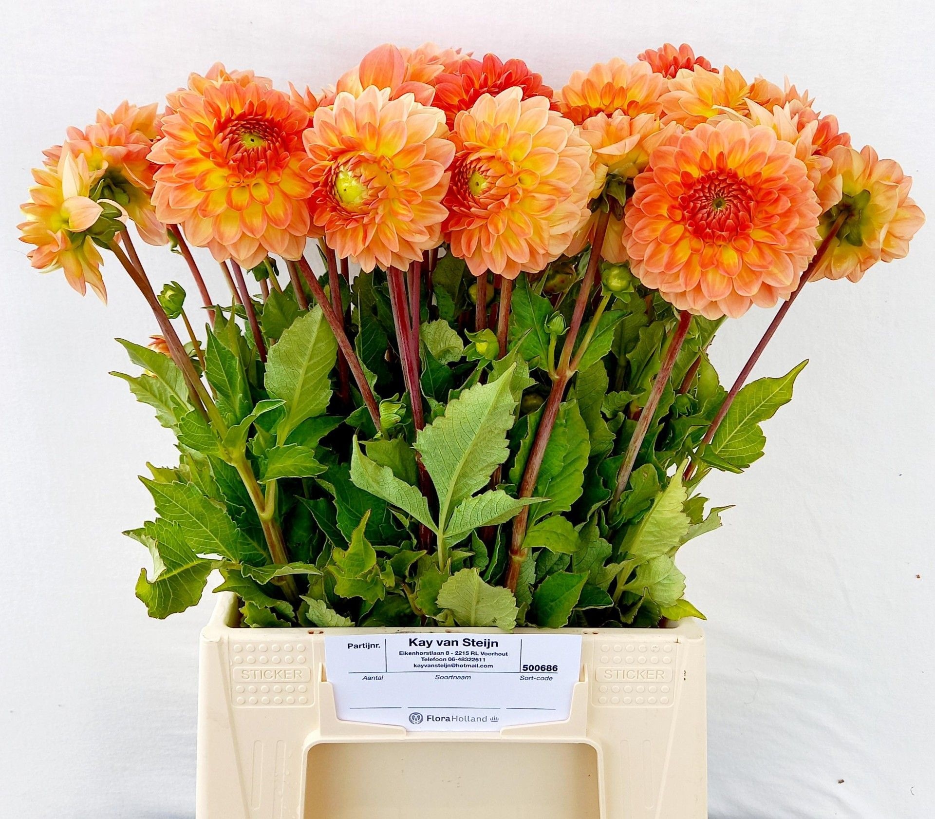 Dahlia 50cm