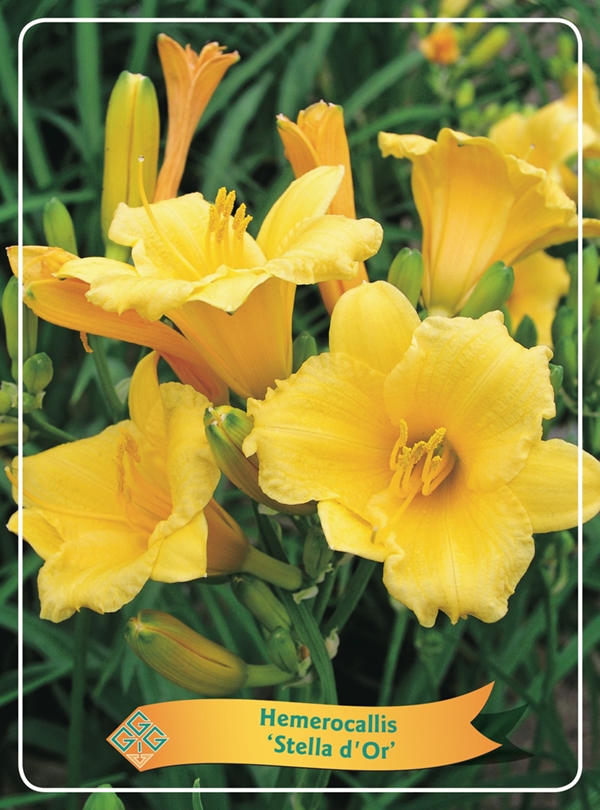 Picture of Hemerocallis Mix 6x10 srt. per shelve P11