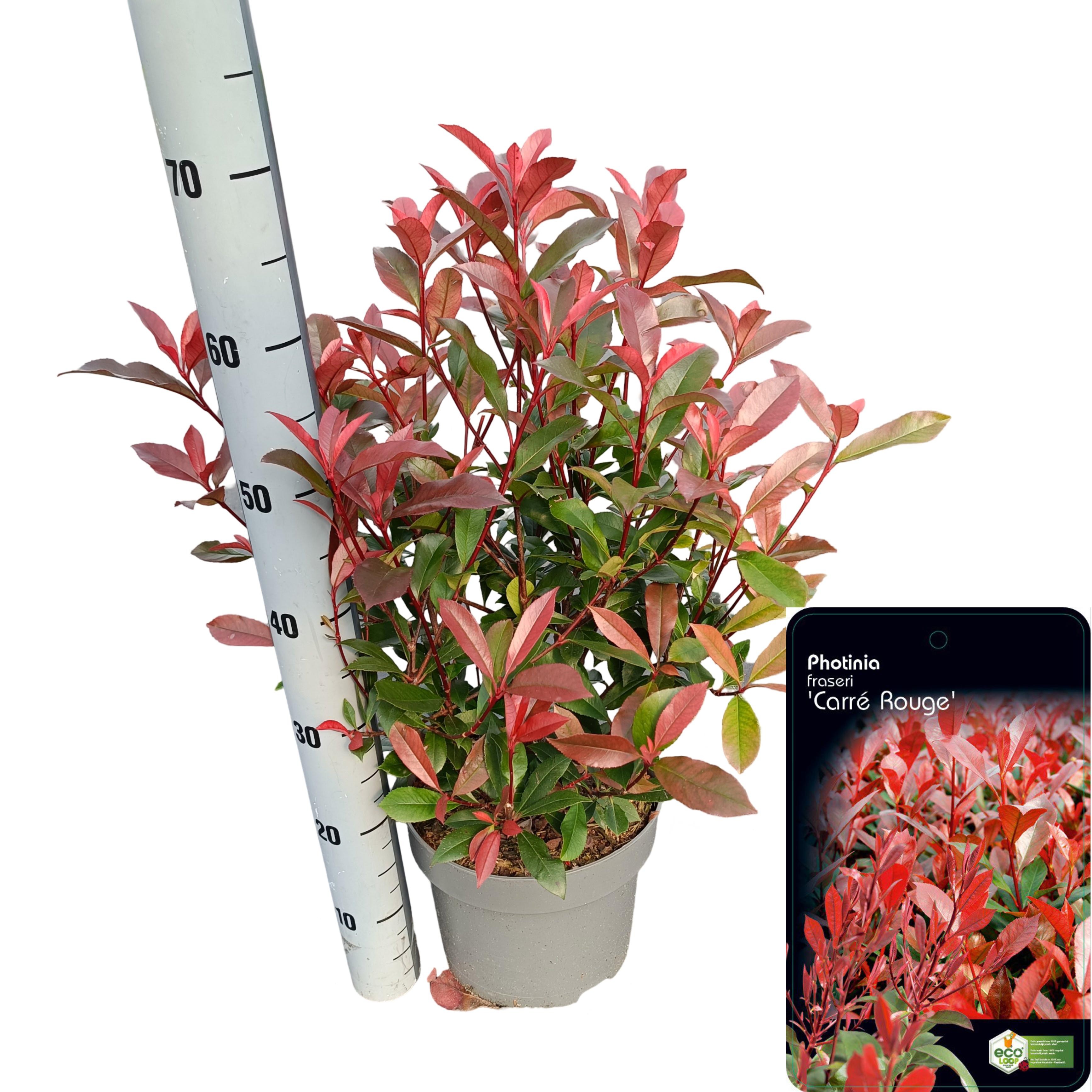 Picture of Photinia fraseri 'Carré Rouge' C5