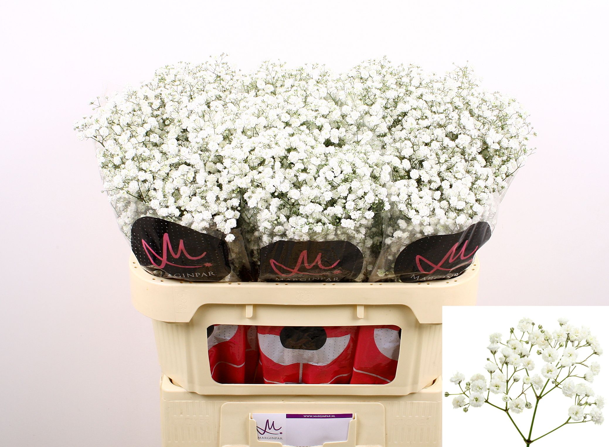 Gypsophila Xlence White 70cm 20gram