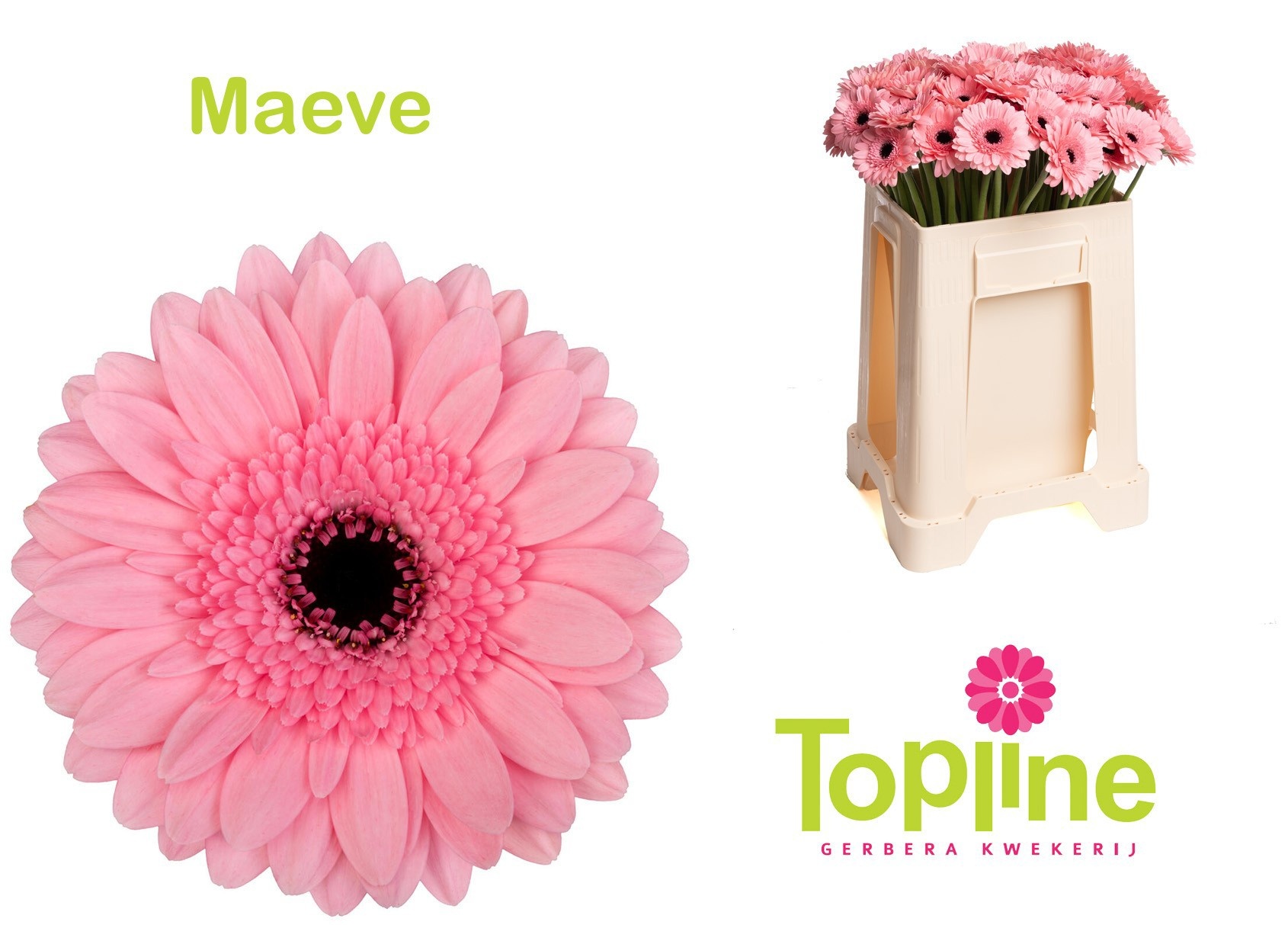 Ge Mi Maeve