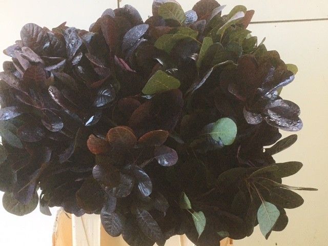 Cotinus Royal Purple 45cm