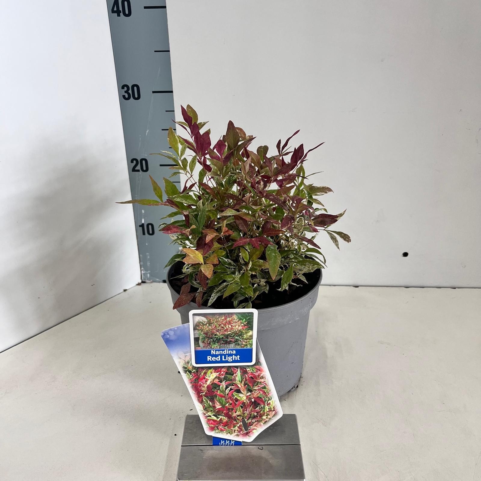 Picture of Nandina domestica Red Light ('NRL2015'PBR)