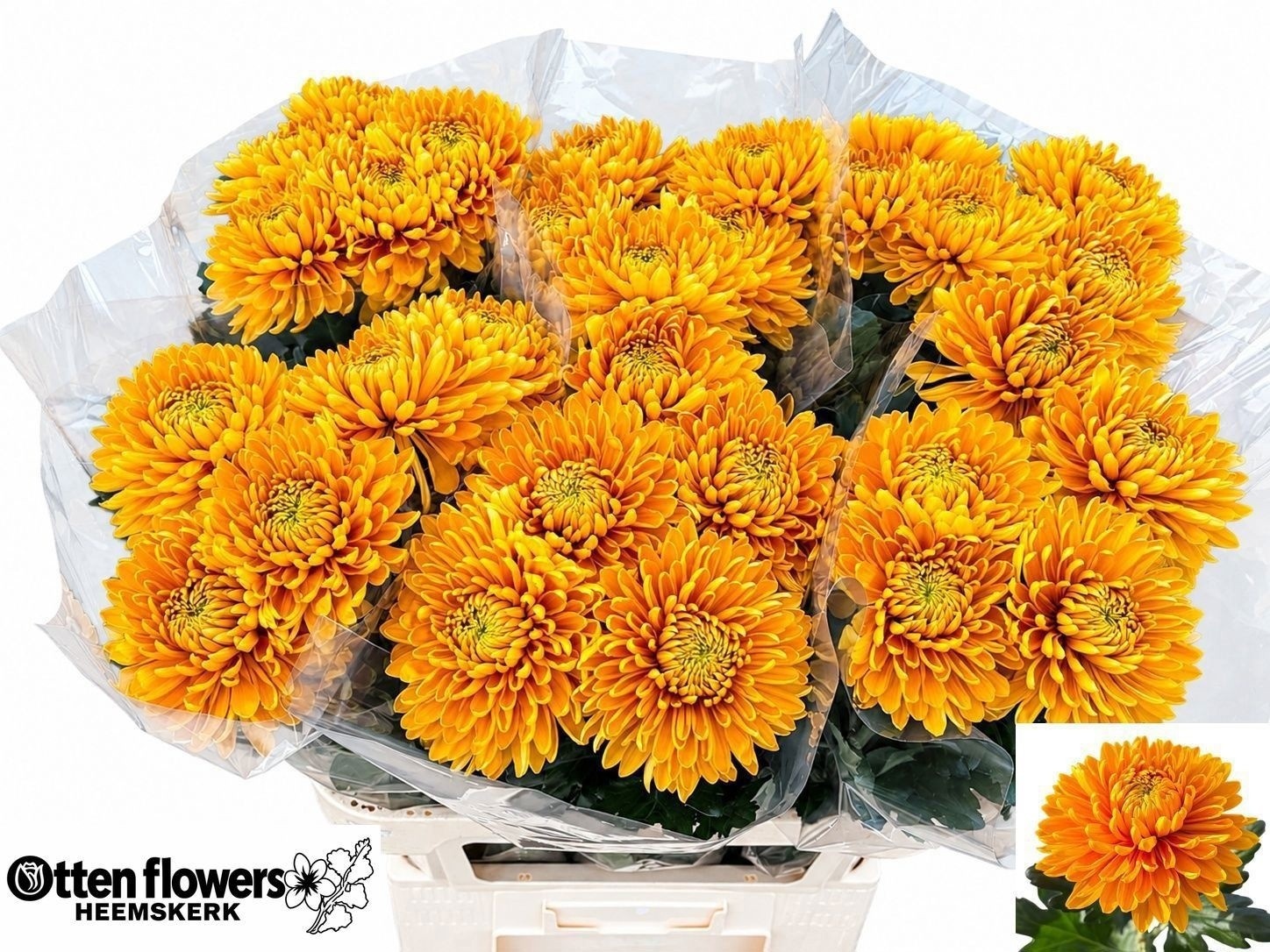Chr G Jayz Yellow 80cm 115gram