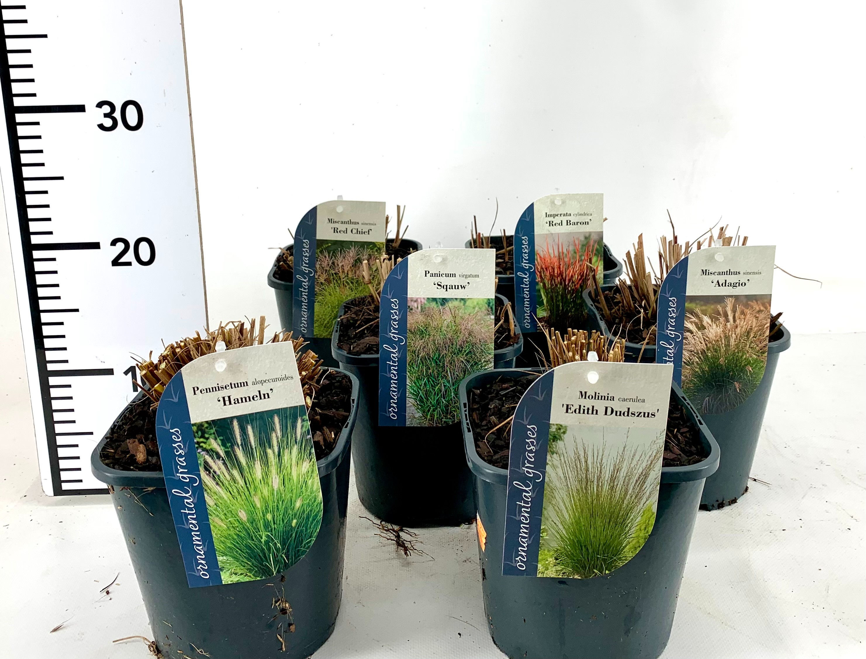 Picture of Grasses in varieties P17 (2 Ltr)