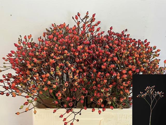 Rosa Magical Miracle 60cm