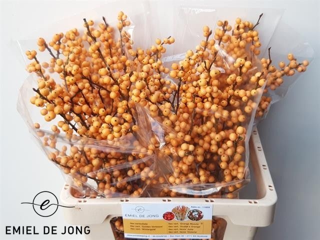 Ilex Golden Verboom 60cm