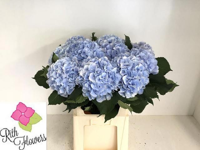 Hydr M Verena Bl