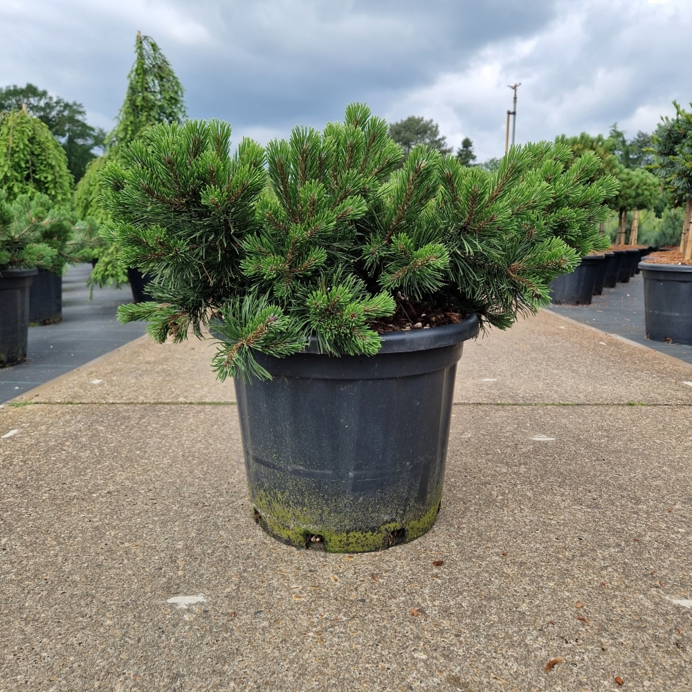 Picture of Pinus mugo Krauskopf C35 60/70