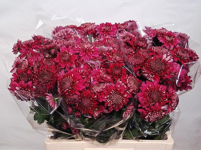 Chrysant T Gompie Purp 45gram
