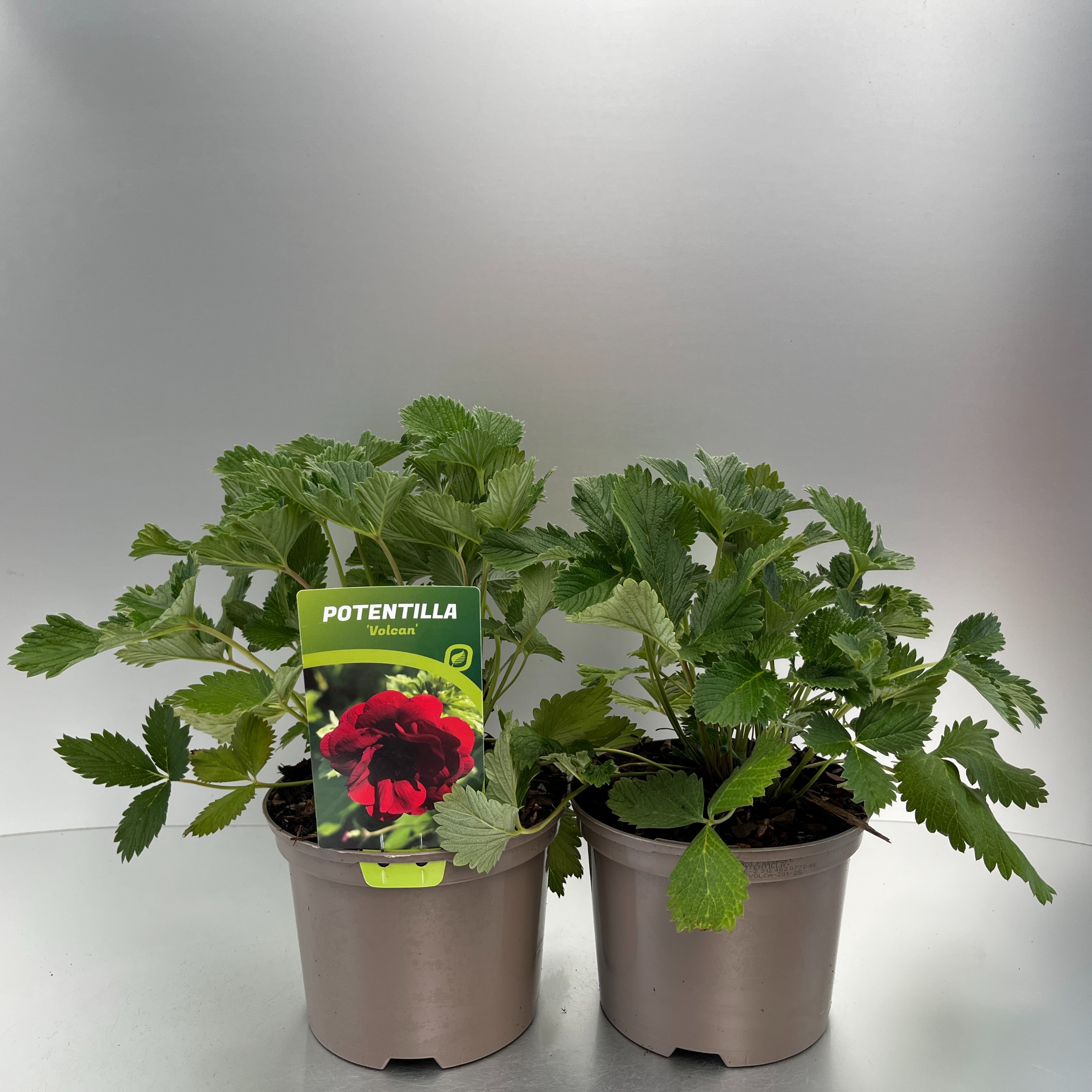 Picture of Potentilla hybr. Volcan P17 (2 Ltr)