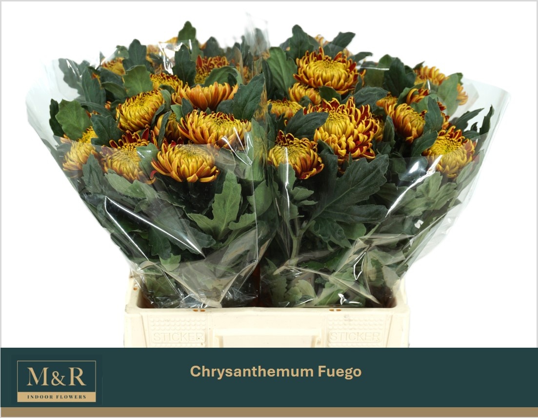 Chrys Single Fuego 60cm 70gram