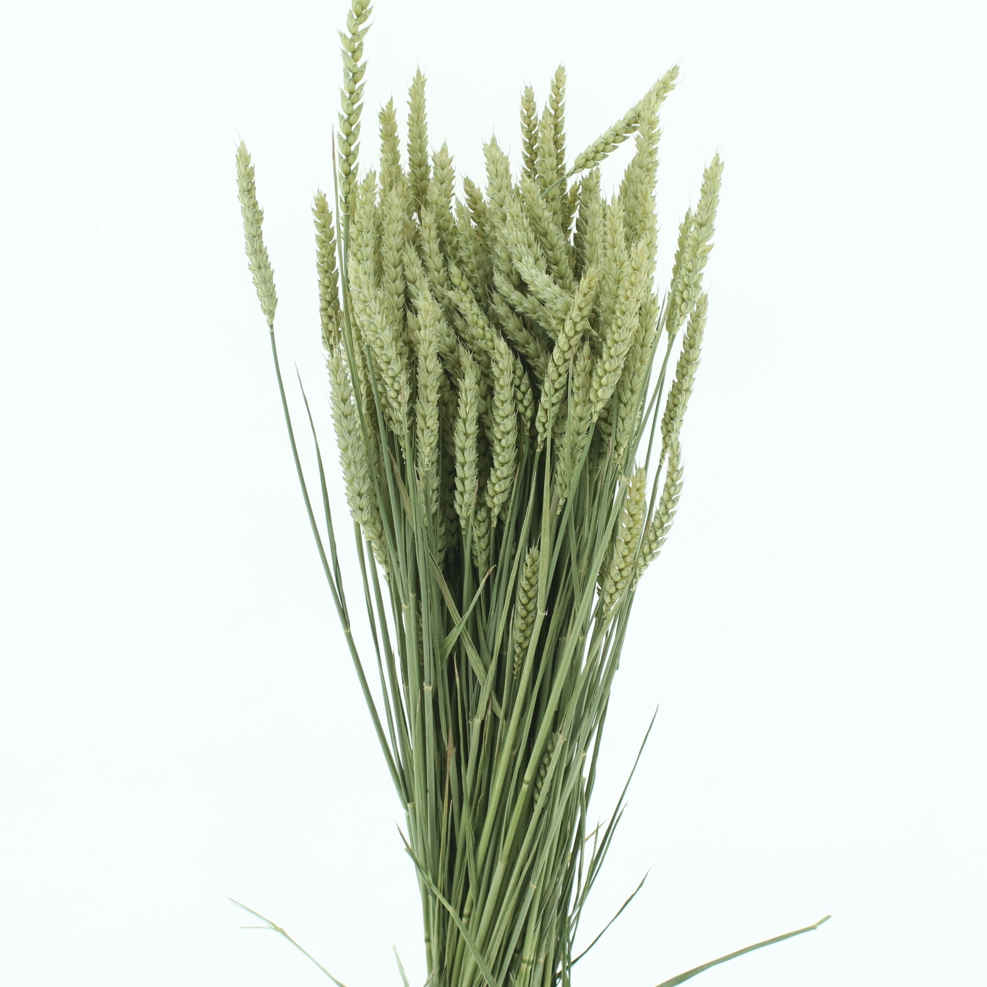 Dried Miscellaneous 60cm