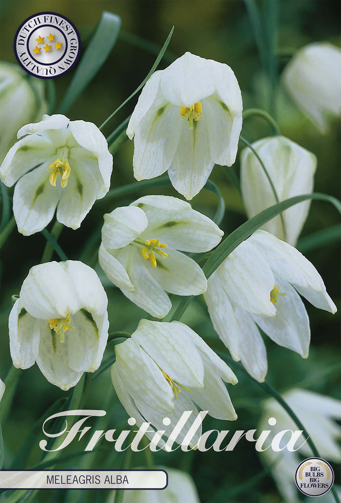 Fritillaria Bol