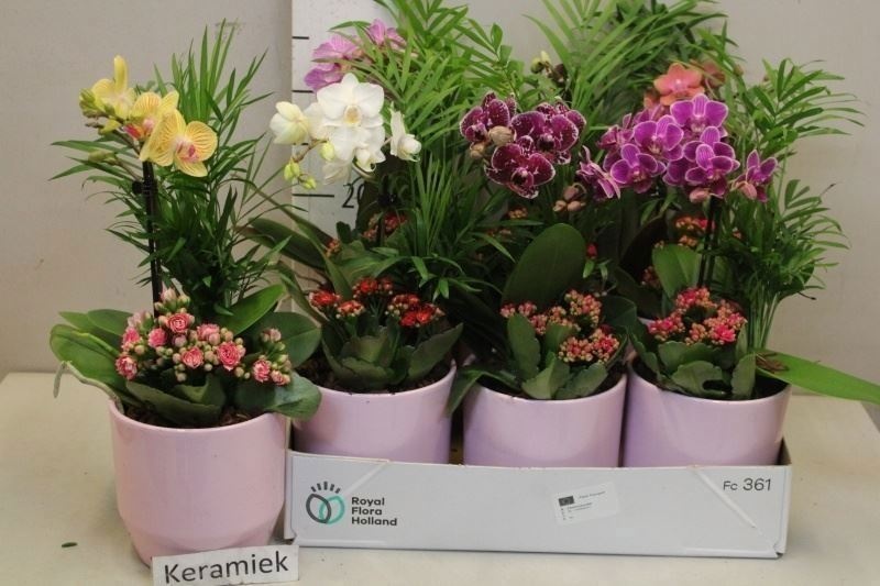 Arrangement Indoor Flowering 14Ø 40cm