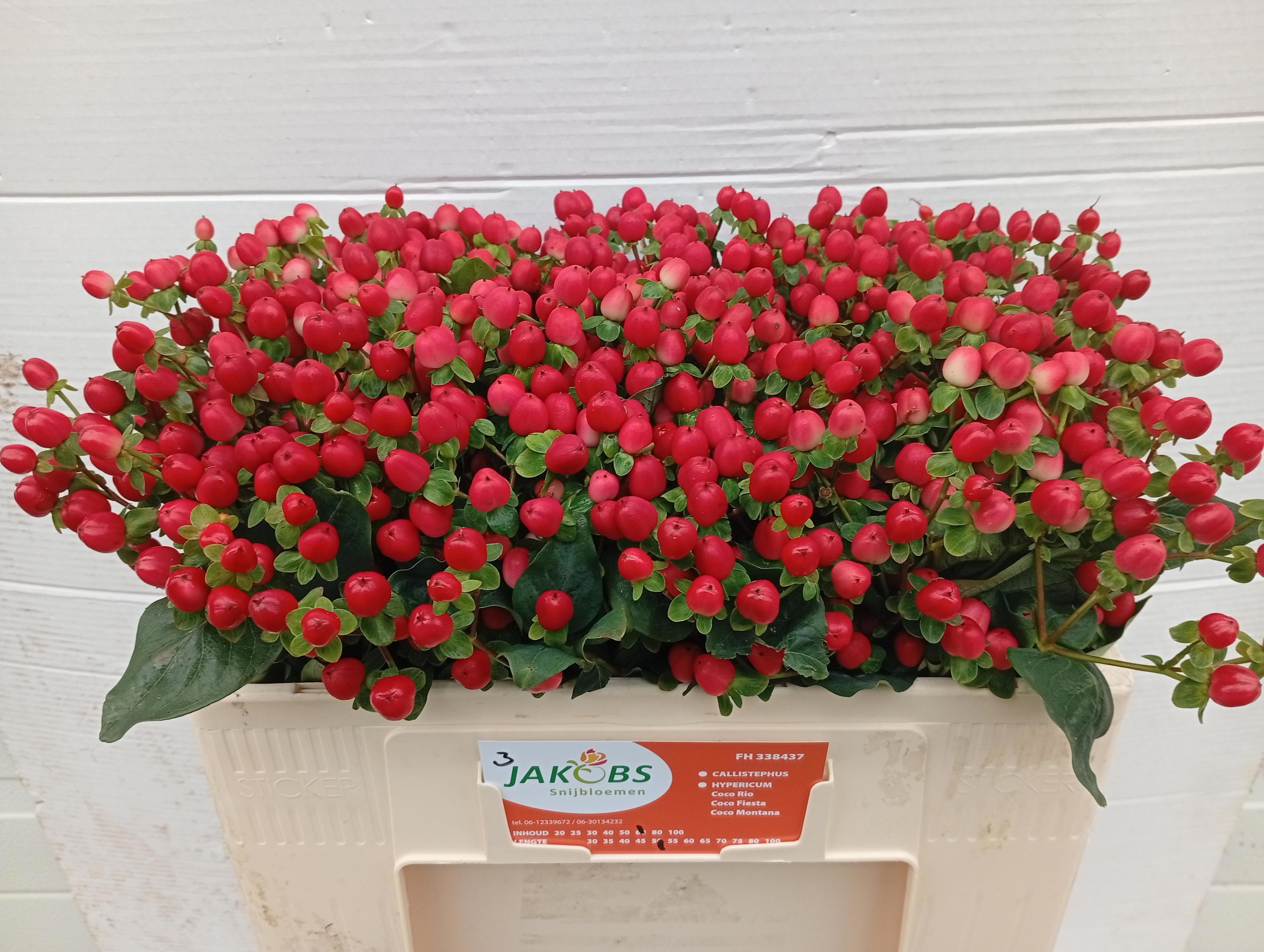 Hyp Coco Fiesta 50cm
