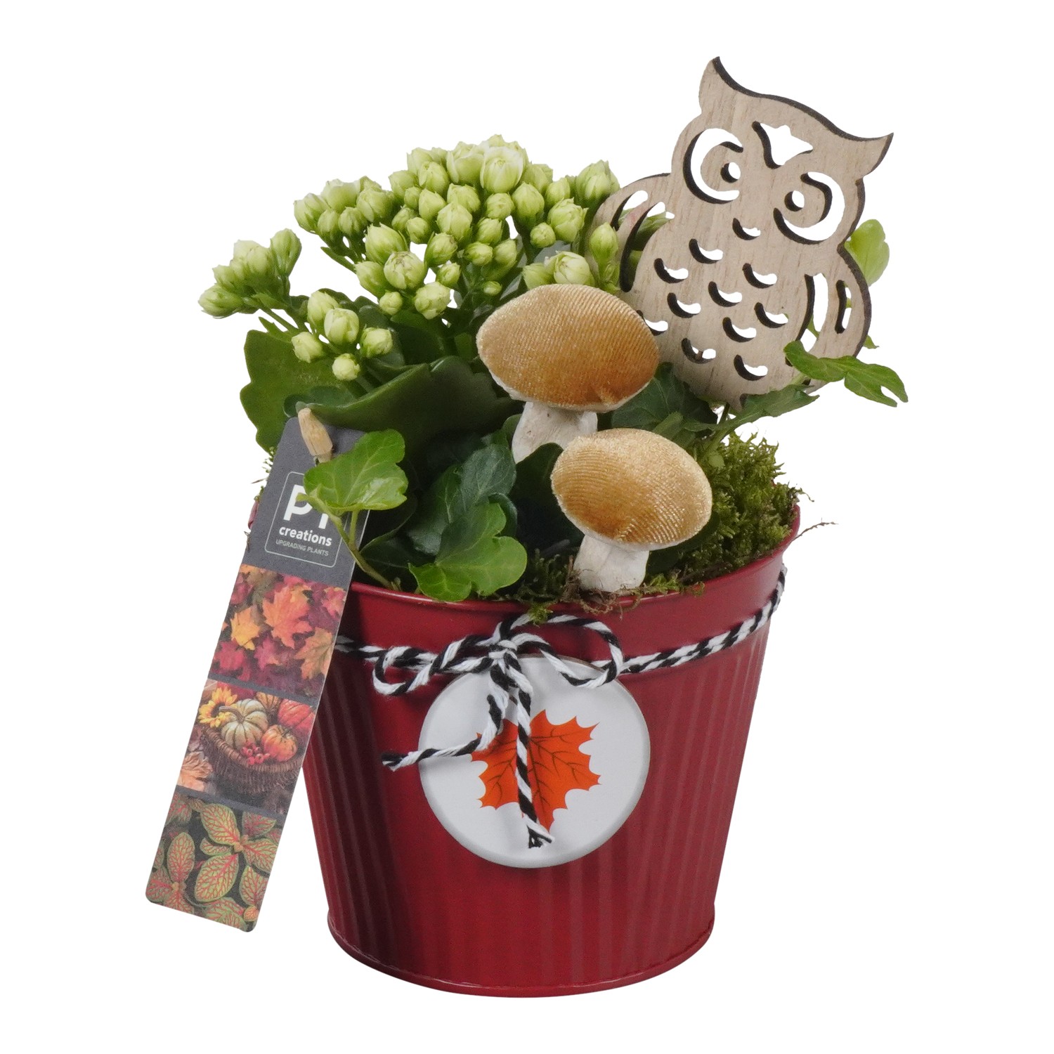 Picture of Arrangement Autumn Indoor in zinc pot PTHI7017 P12 21CM