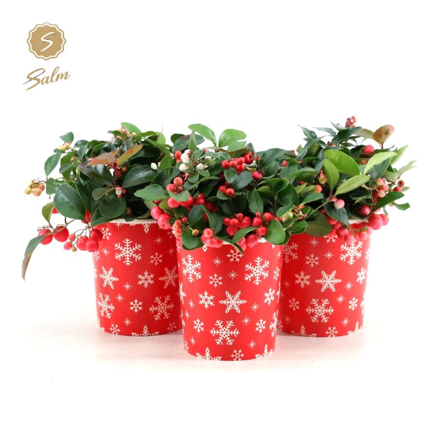 Picture of Gaultheria pr. Big Berry P10 in Cup X-mas Deco P11 X-MAS