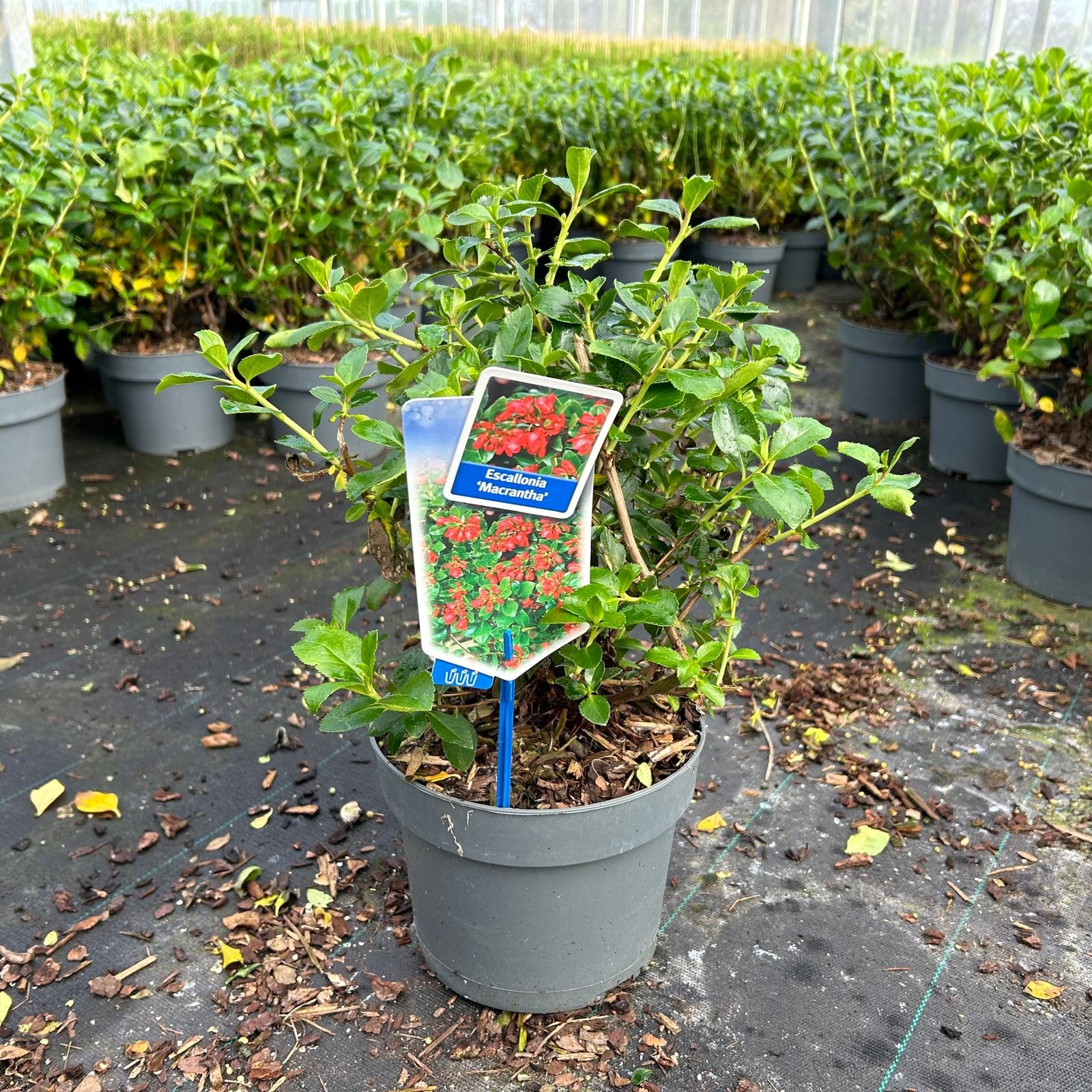 Picture of Escallonia rubra macrantha