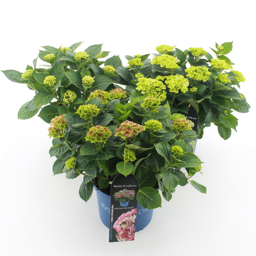 Picture of Hydrangea macr. Royalty Collection® MIX C5 (23cm.) Kn.