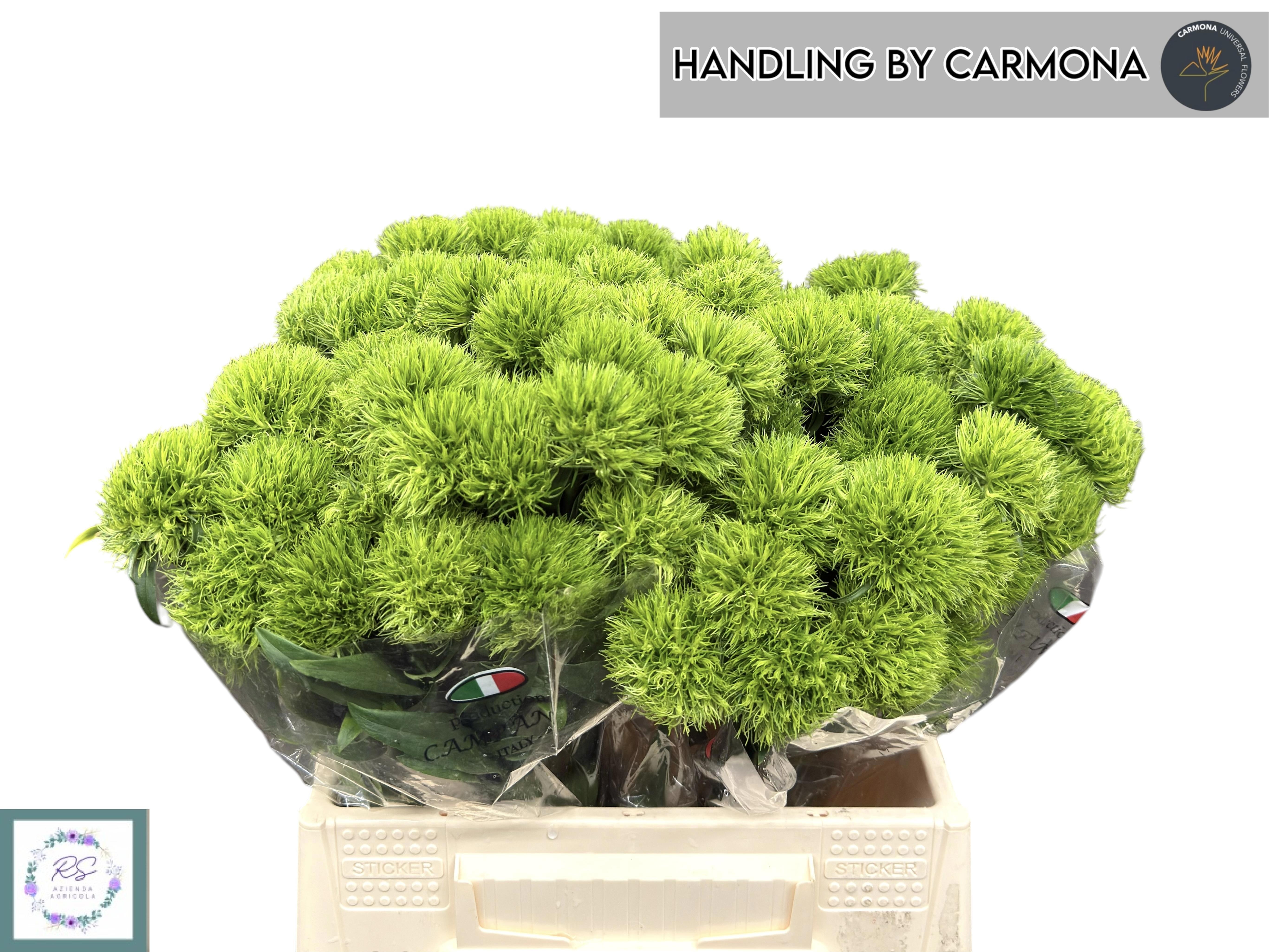 Dianthus Barb Kiwi Mellow 40cm