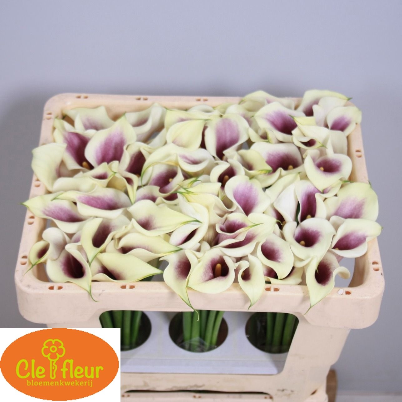 Calla Picasso 45cm