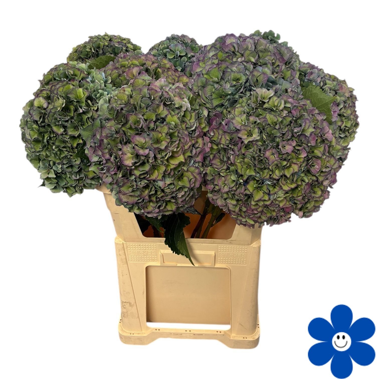 Hydrangea Royal Parade Classic 80cm 24Ø