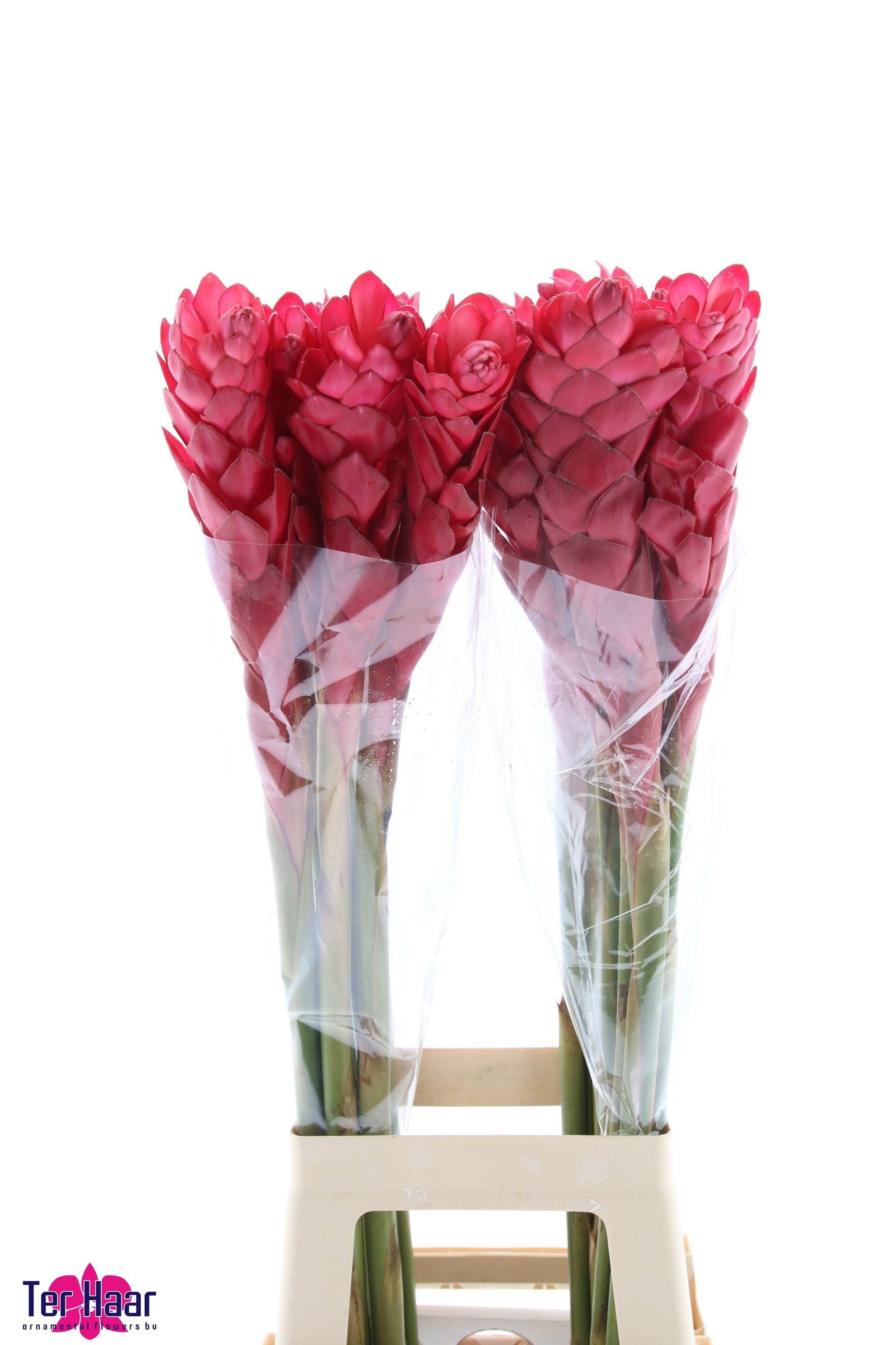 Alpinia Red Plus 90cm
