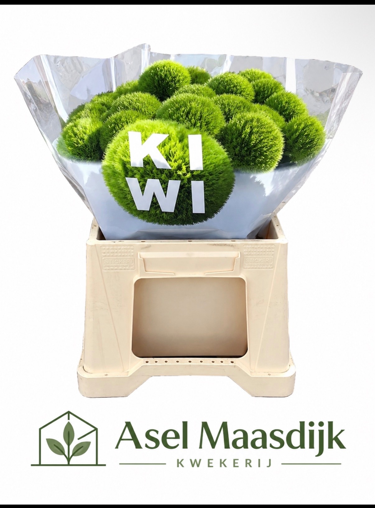 Di Barb Kiwi Cool 35cm