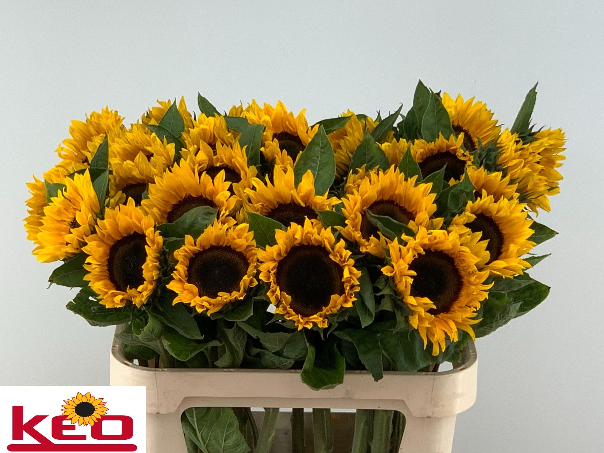 Helianthus Sunrich Or 80cm