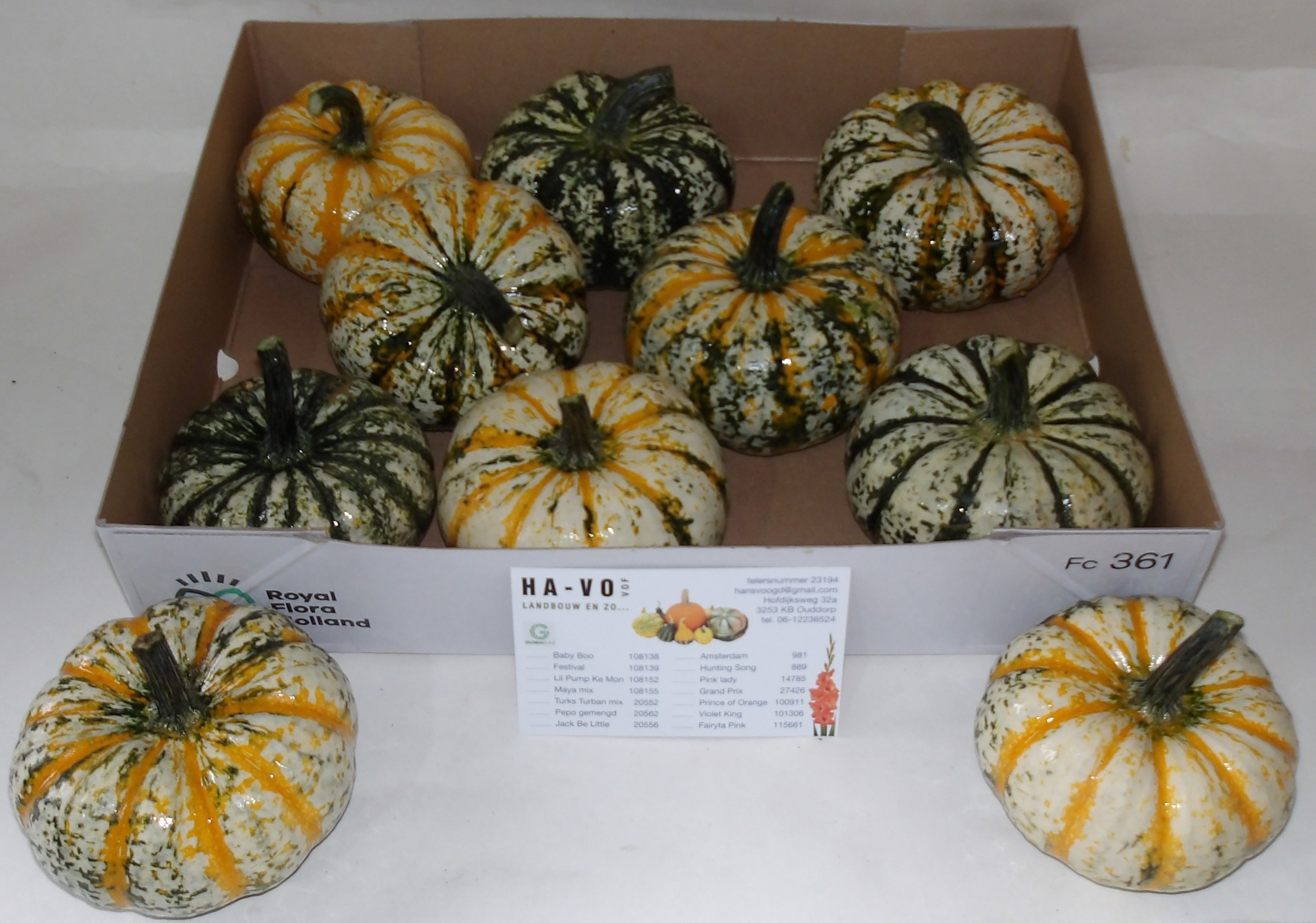 Cucurbita Lil P-ke-mon