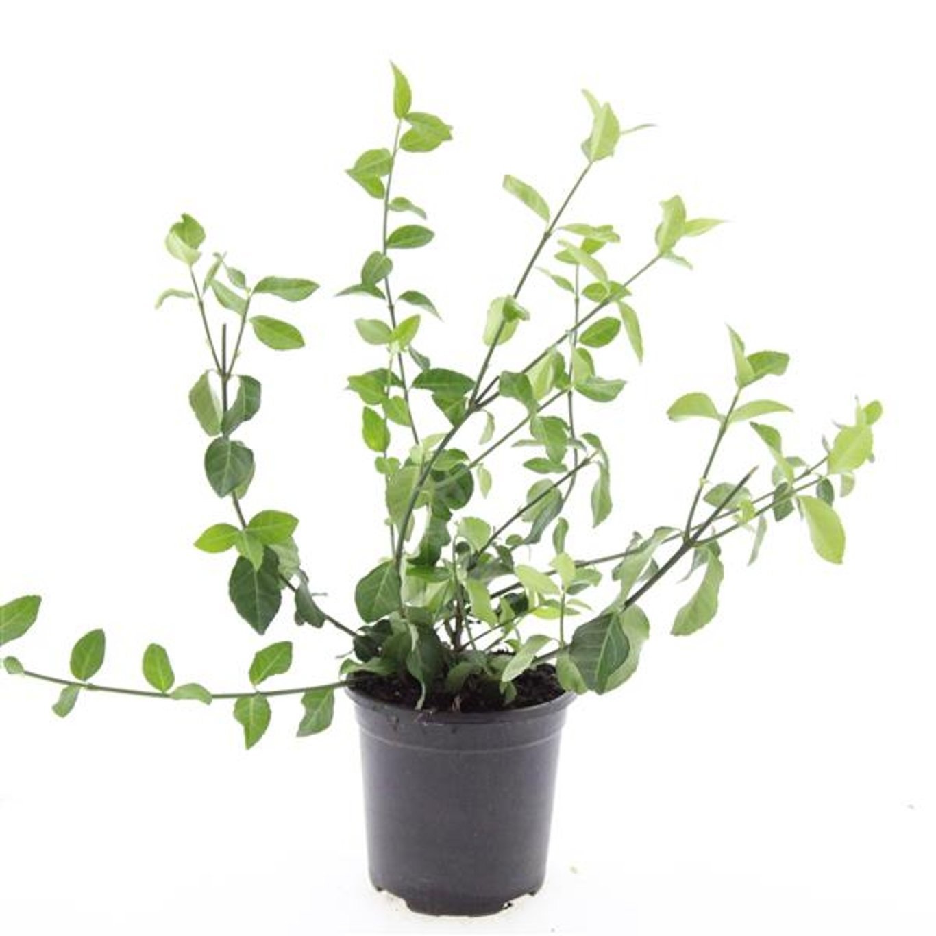 Euonymus fortunei 'Coloratus'