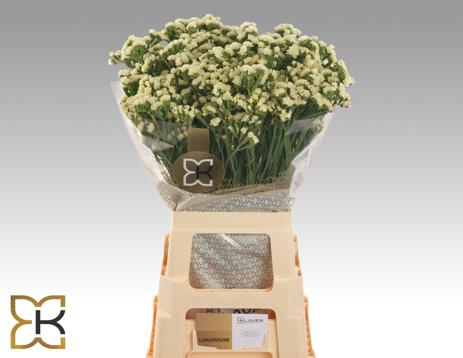 Limonium St Starlight Wings 70cm 40gram