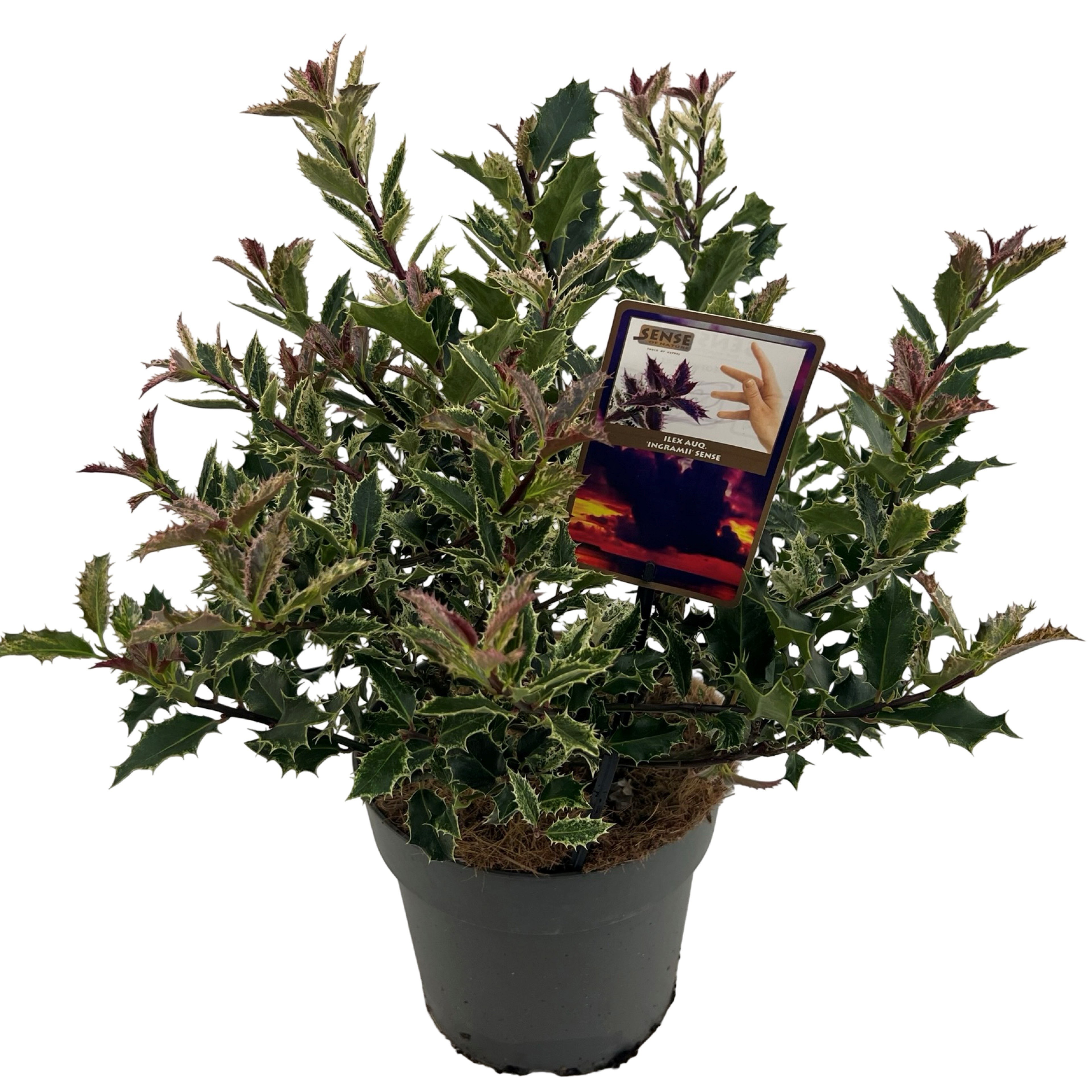 Ilex auq. 'Ingramii' sense