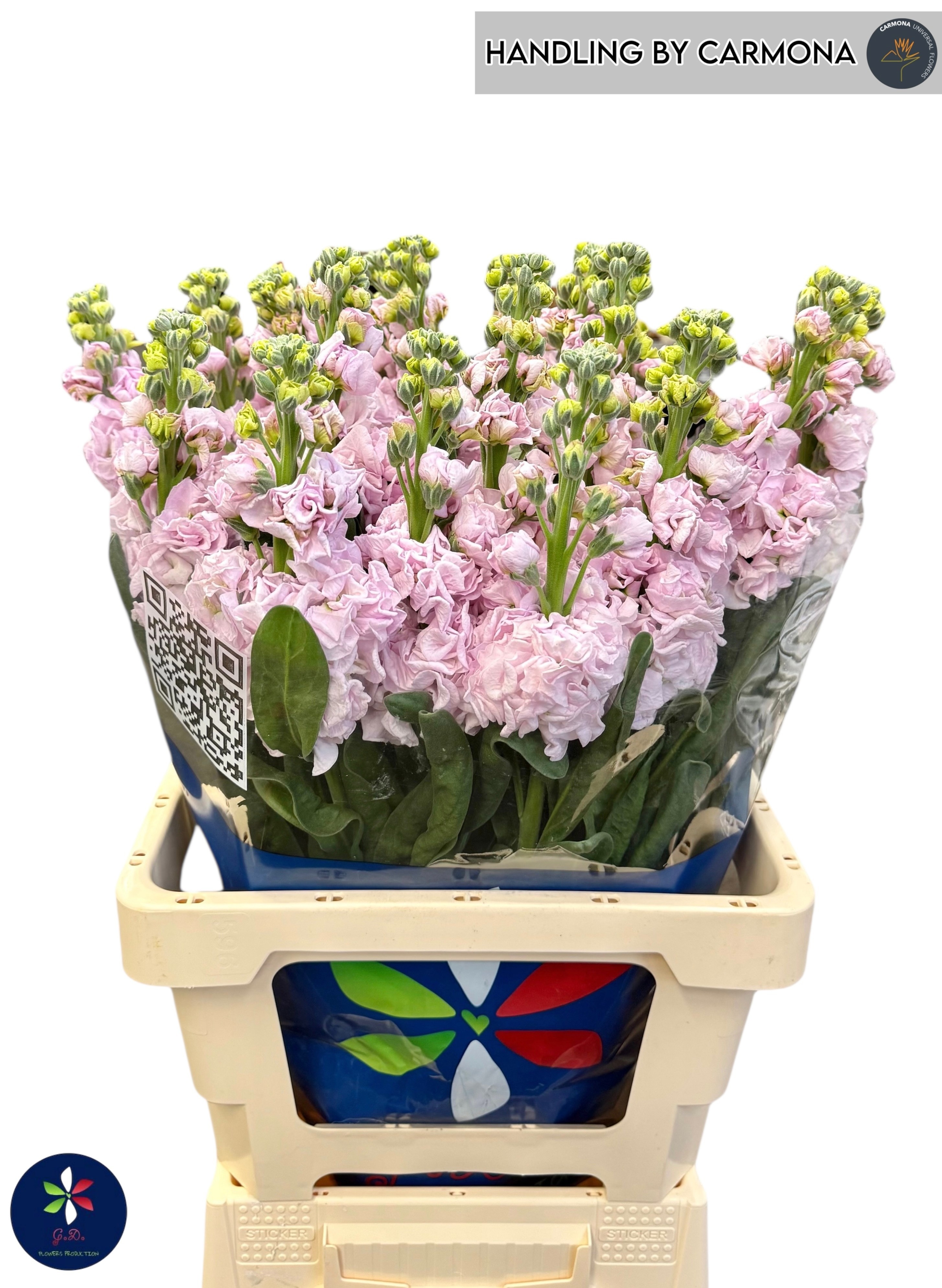 Matthiola Iron Cherry Blossom 60cm
