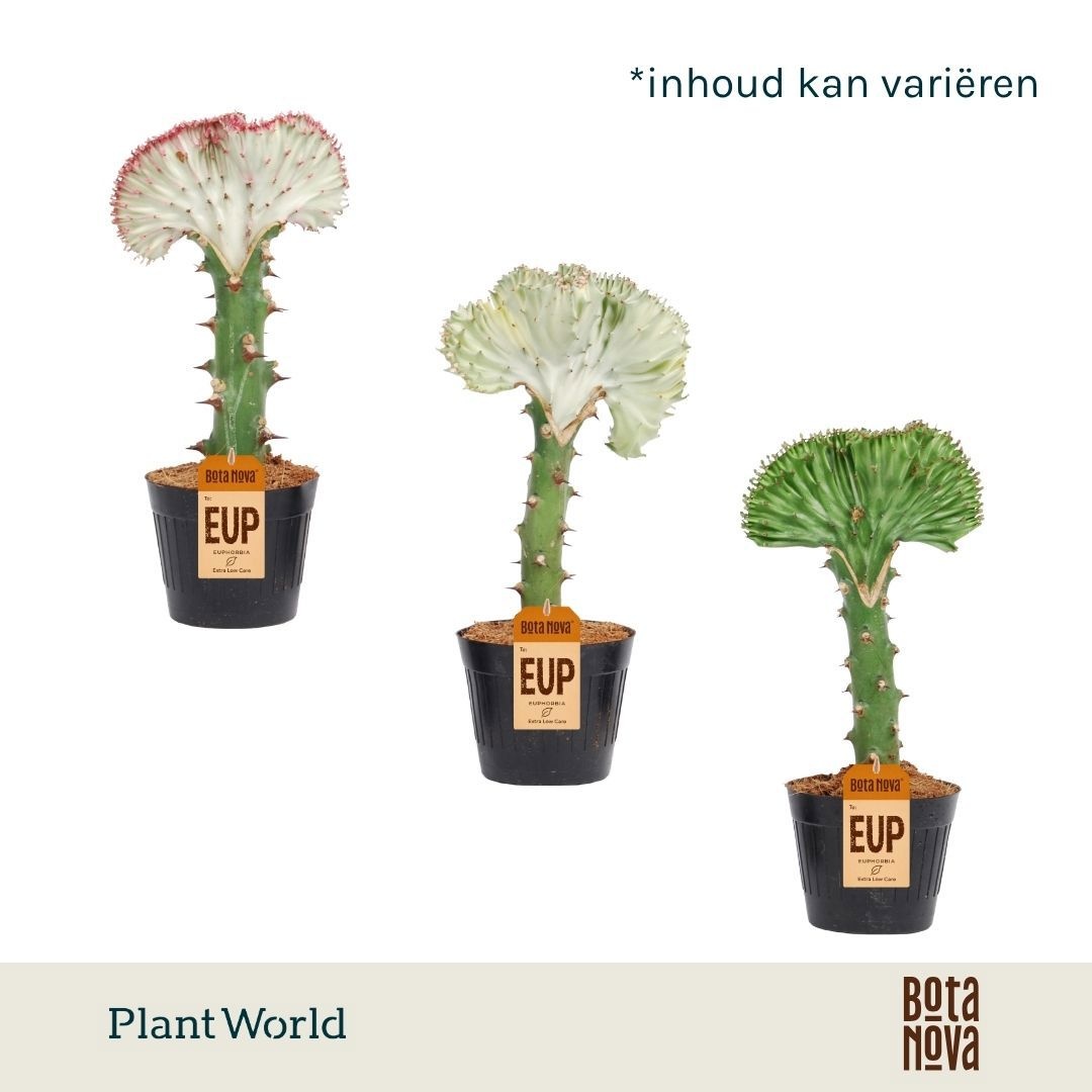 Euphorbia lactea 'Cristata' Mix
