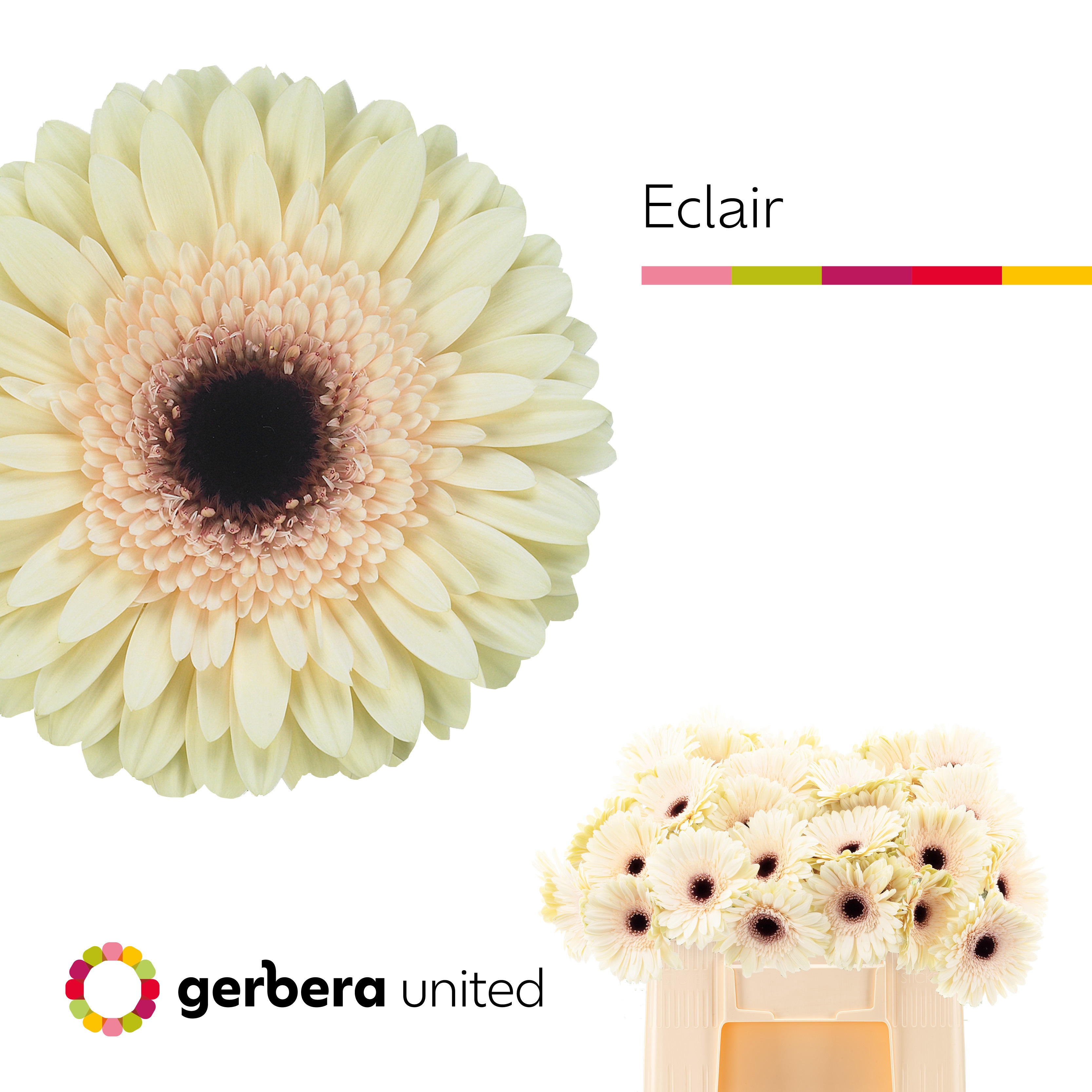 Gerbera Eclair
