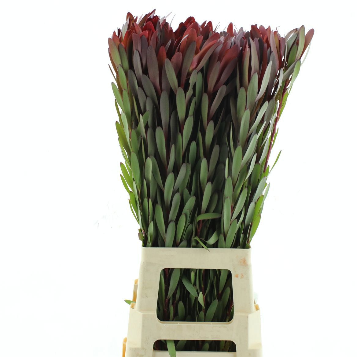 Leucadendron Safari Sunset 70cm
