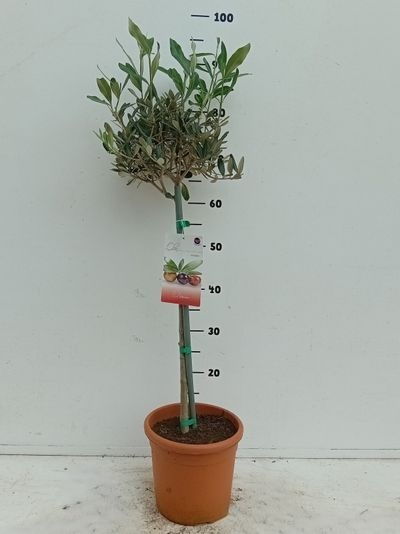 Olea Europaea