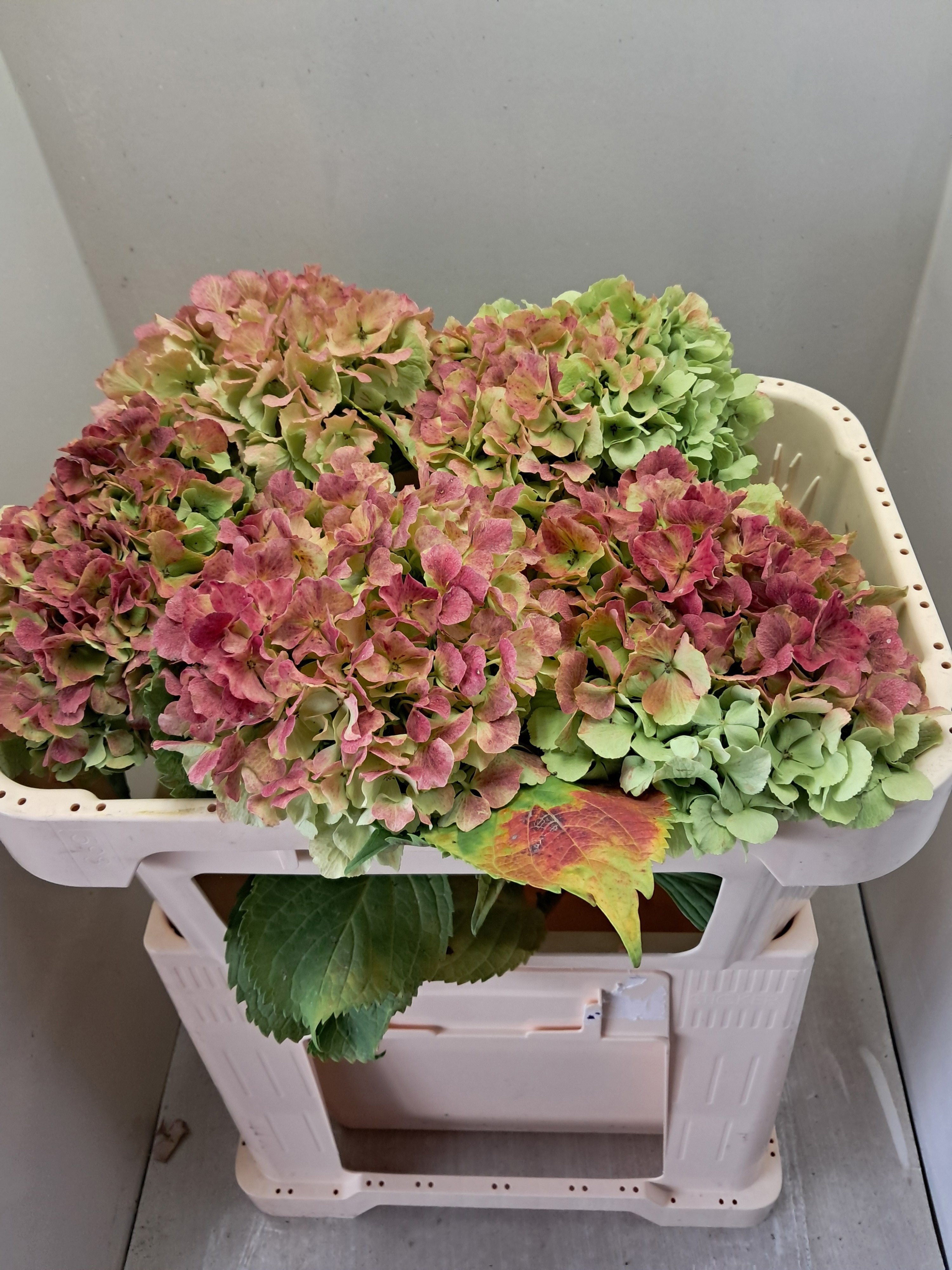 Hydrangea Verena Classic Pink 60cm 20Ø