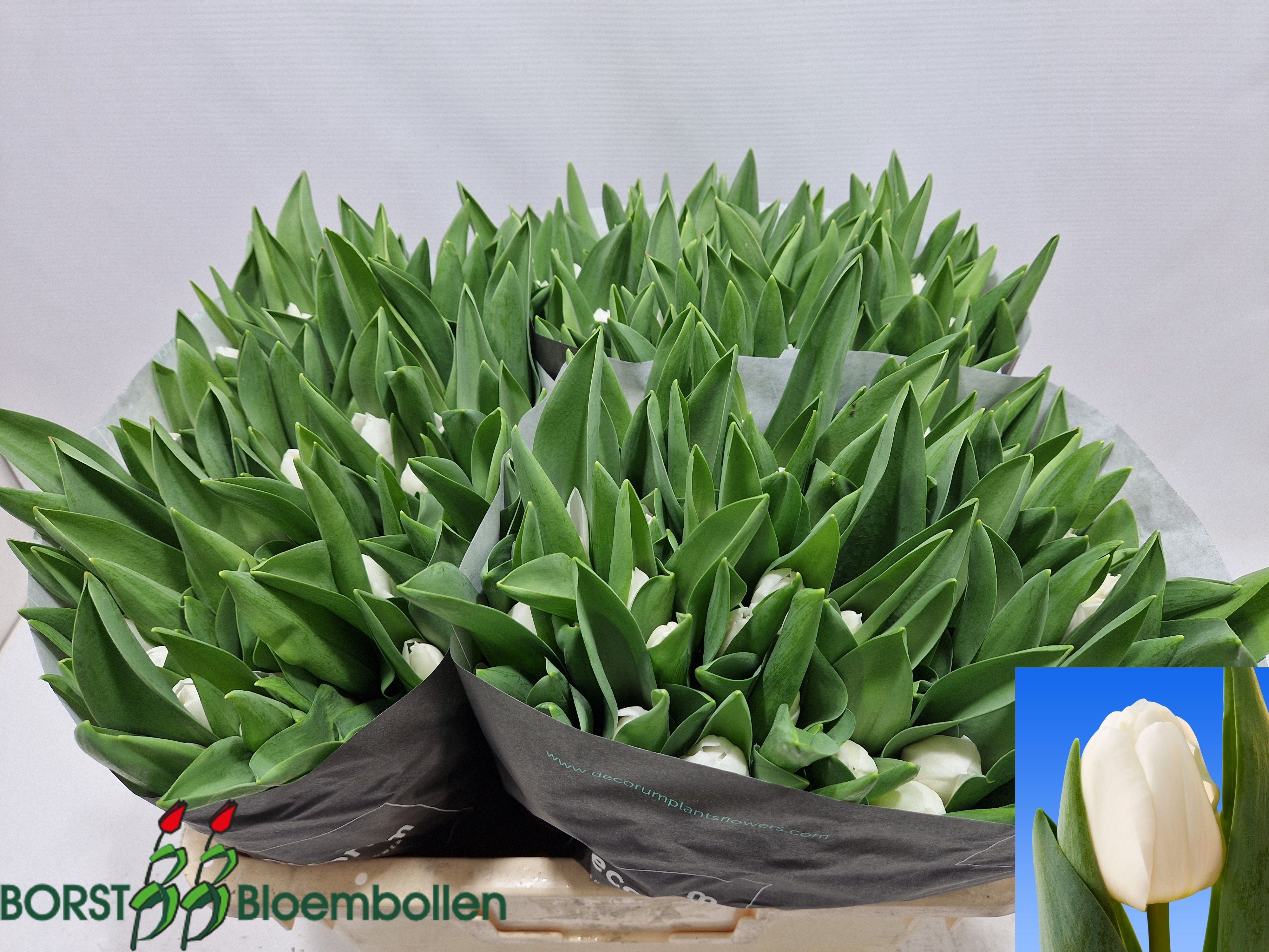 Tulipa Royal Virgin 42cm 38gram