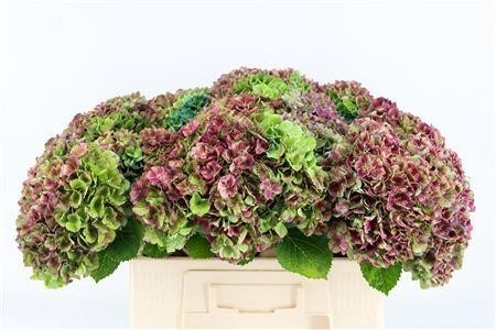 Hydrangea Amathyst Classic 50cm 15Ø