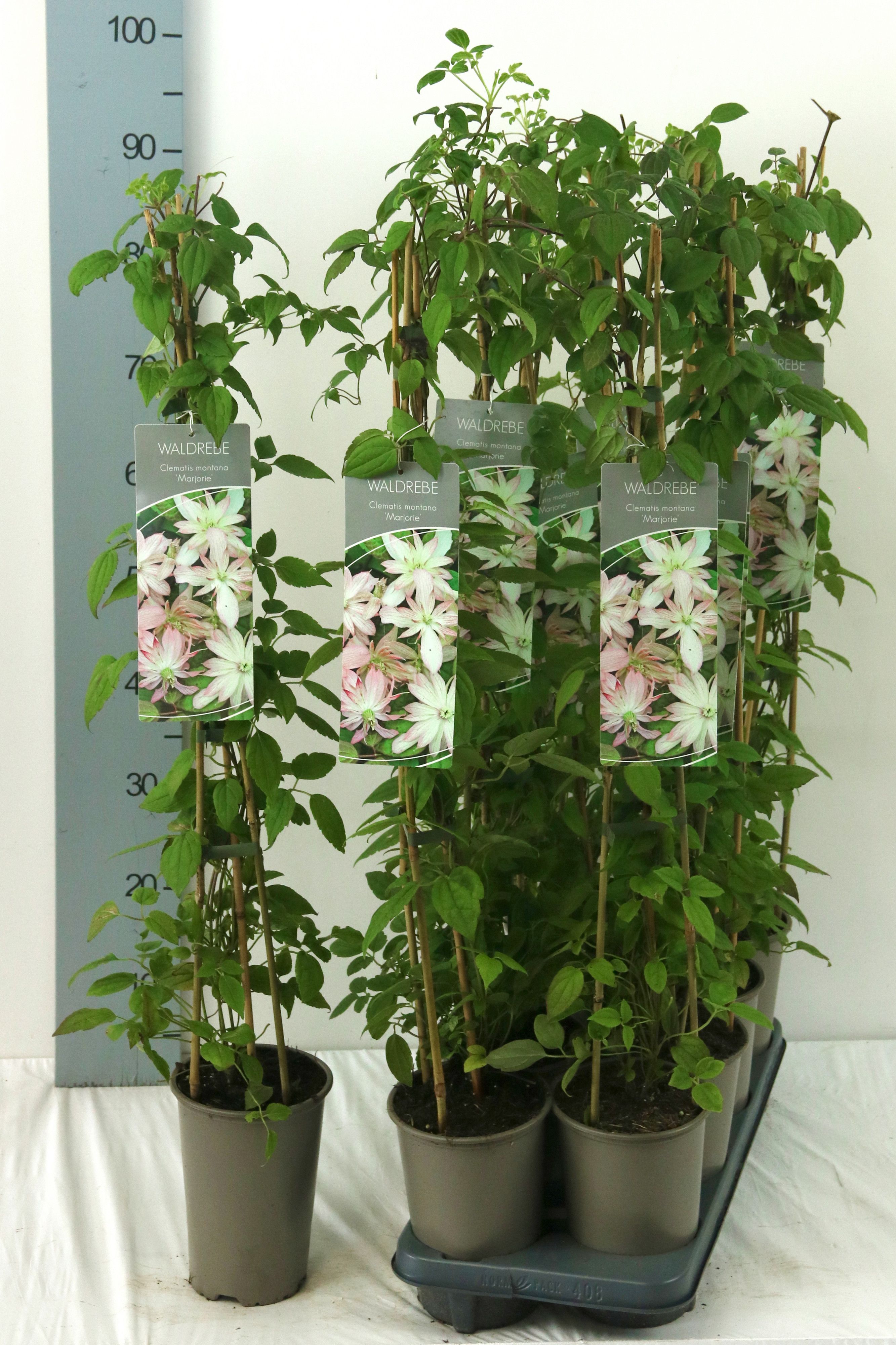 Clematis 'Marjorie'