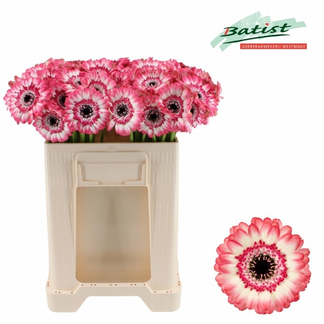 Gerbera Mini Jagoda