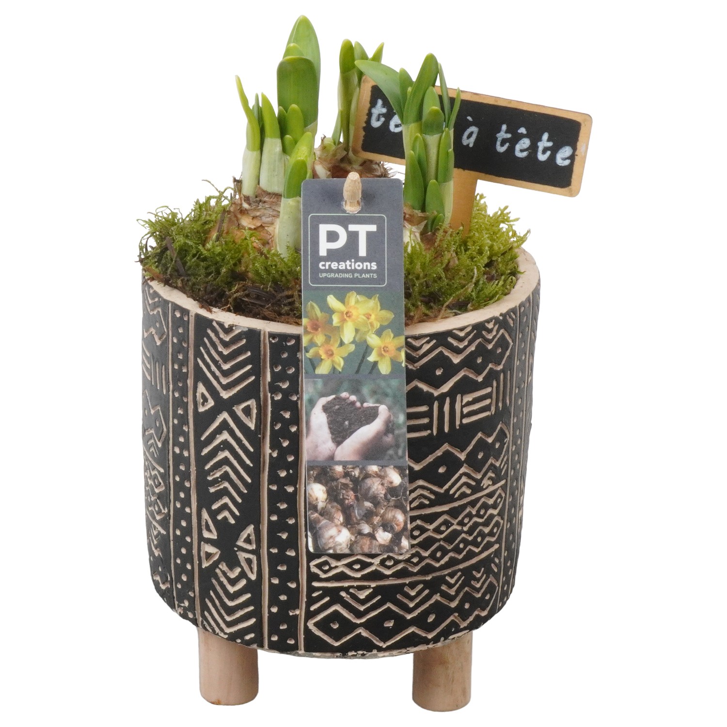 Picture of PTN5080 Arrangement Narcis in concrete pot P13 22CM