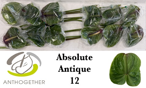Anthurium Absolute 13Ø
