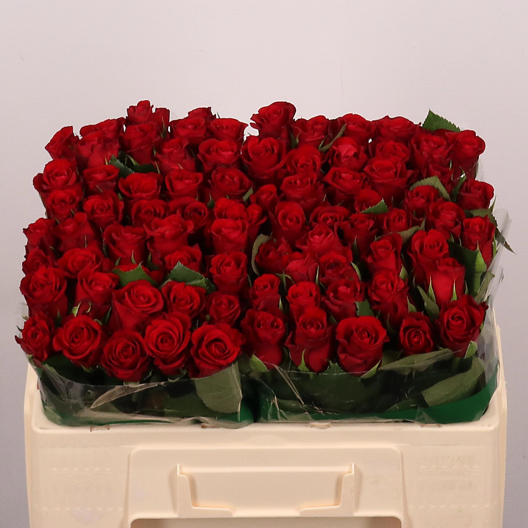 R Gr Red Ribbon