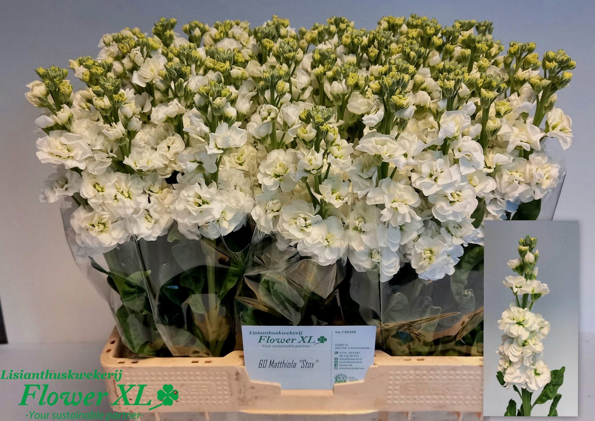 Matthiola Stox White 60cm