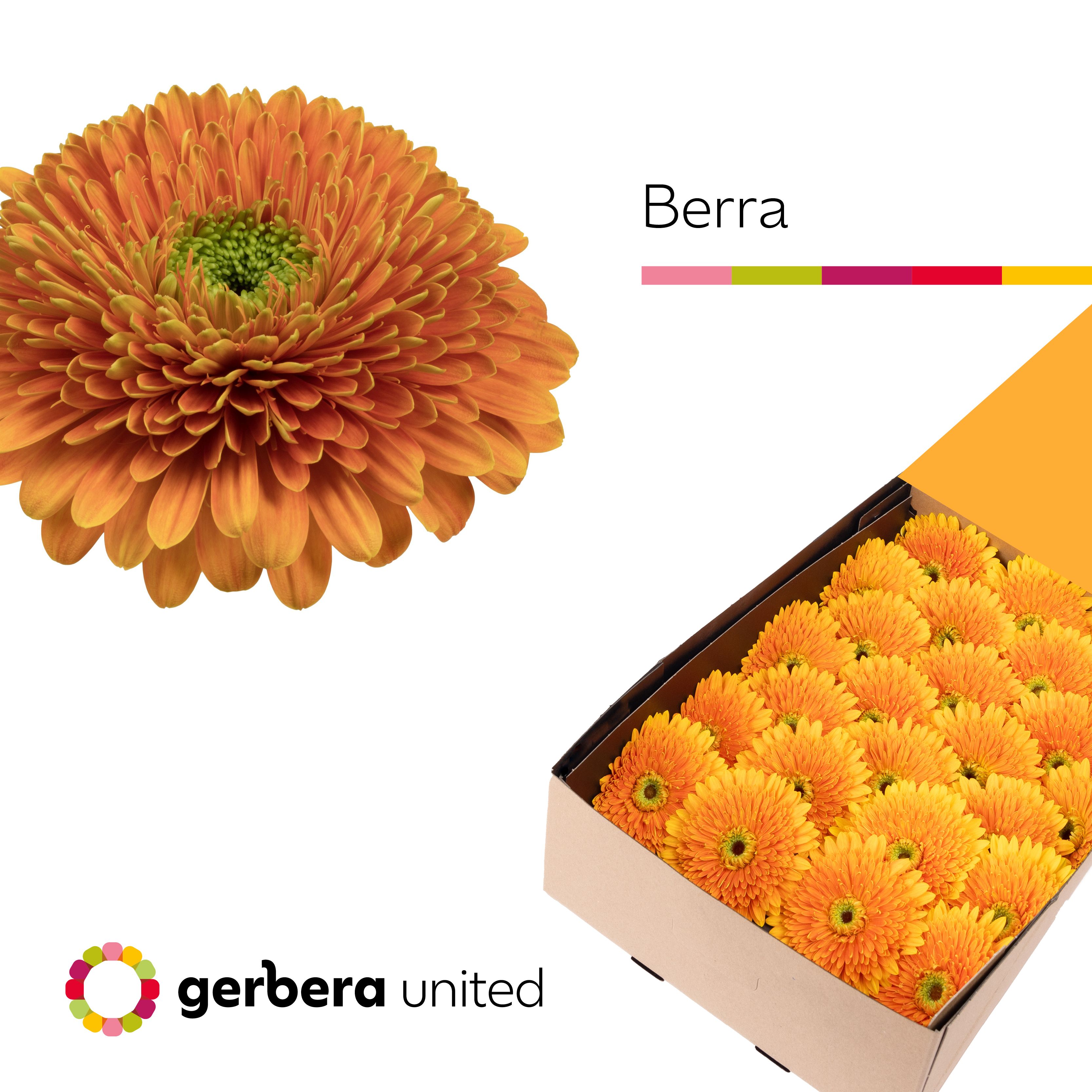 Ge Gb Berra+