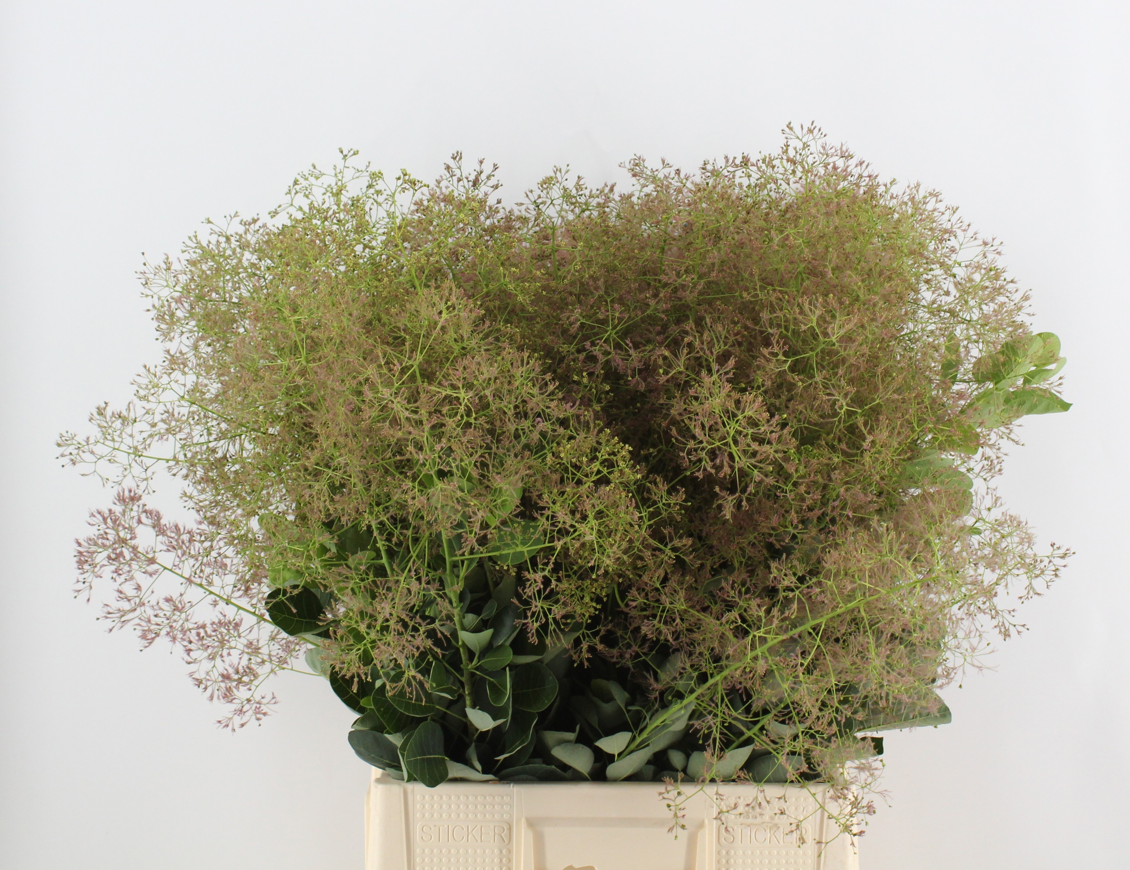 Cotinus Youn L Decor 80cm